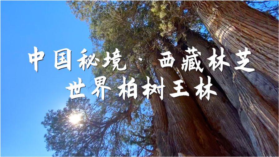 僵尸部队三部曲